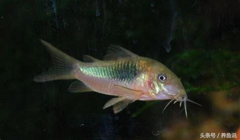 怎麼養魚|養魚入門：13技巧及飼養注意